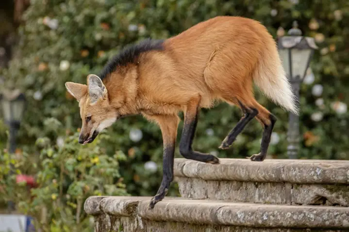 The Maned Wolf in Serra do Caraça